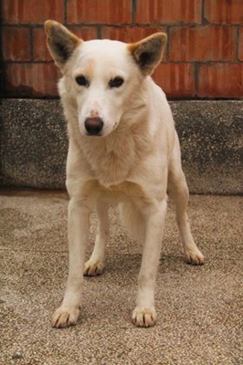 მეტისი უსახელო