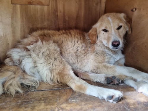 მეტისი ბელიაშვილის ქუჩა