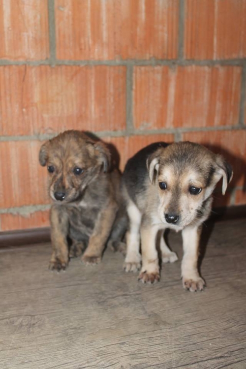 მეტისის ლეკვები უსახელო