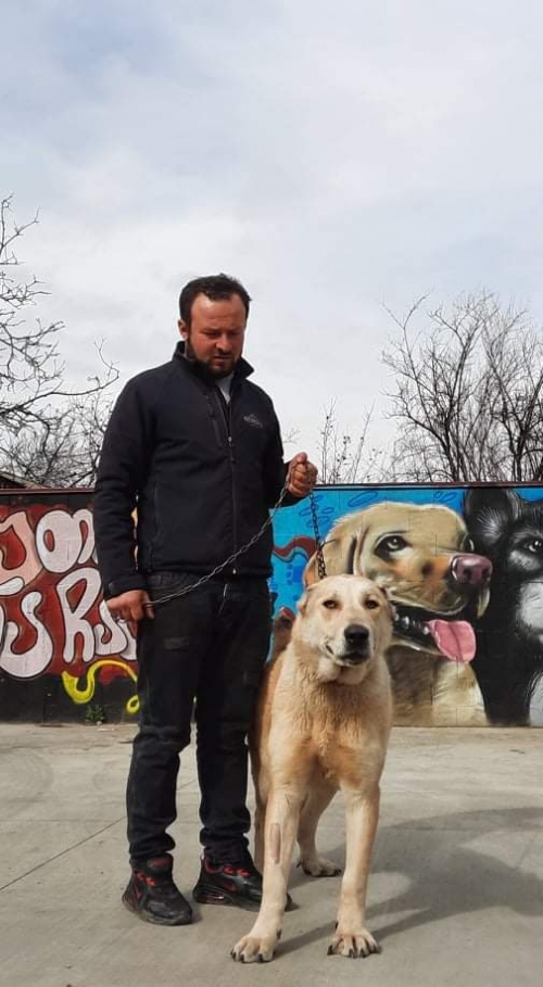 ქართული ნაგაზი თათრი