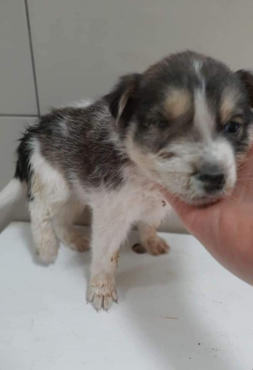 მეტისი უსახელო