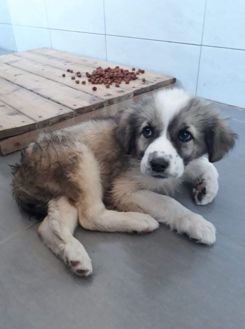 მეტისი ვერაზე მიკედლებულია