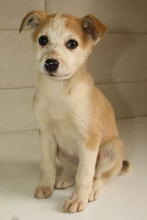 მეტისი უსახელო