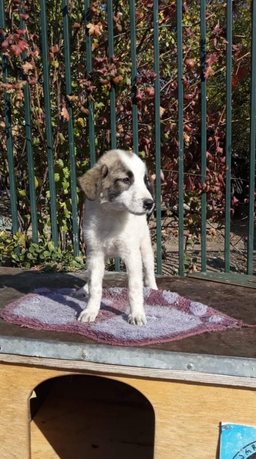 მეტისი უსახელო