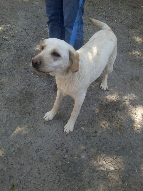 მეტისი უსახელო