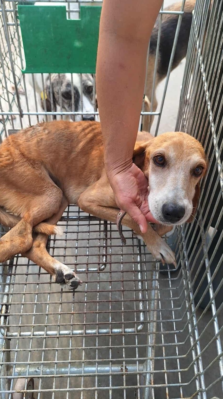 მეტისი. მანავი