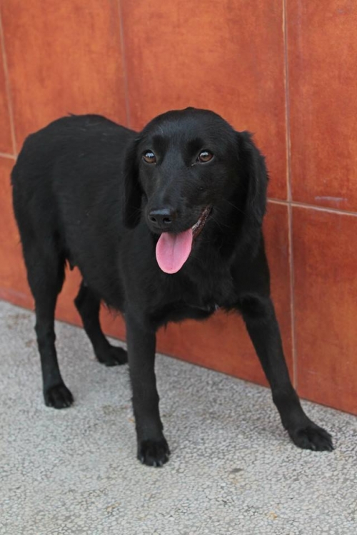 მეტისი ბროლია