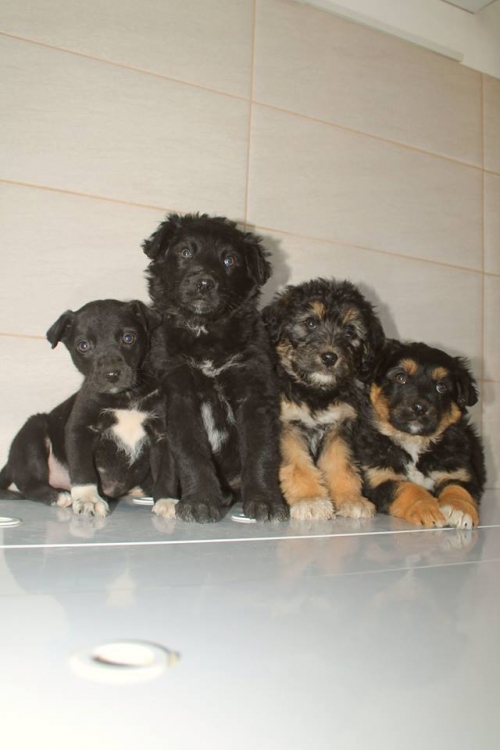 ფოქსტერიერის მეტისი უსახელო