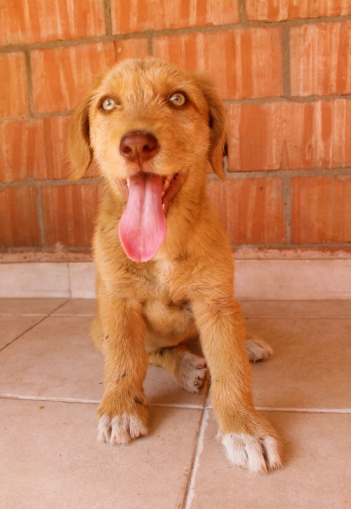 მეტისი უსახელო