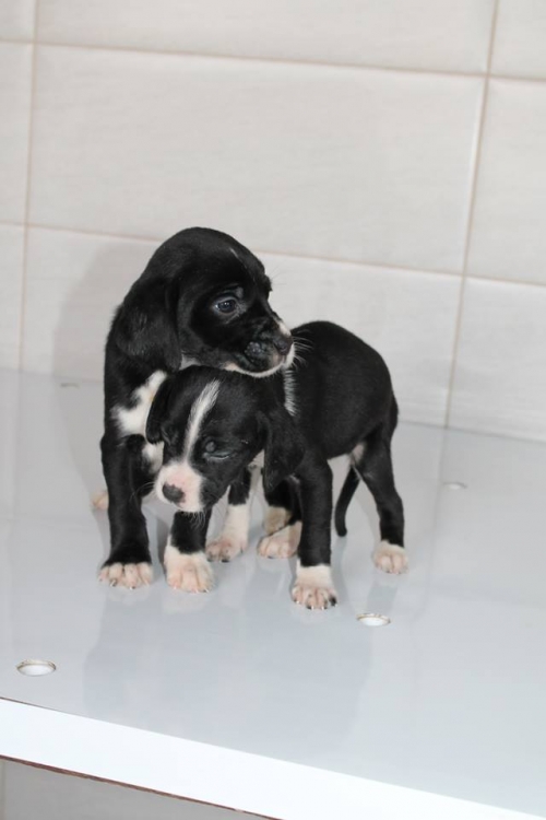 პოინტერის მეტისი უსახელო