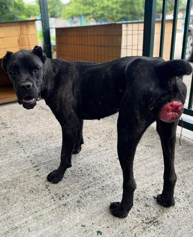 კანე კორსო. სამტრედია