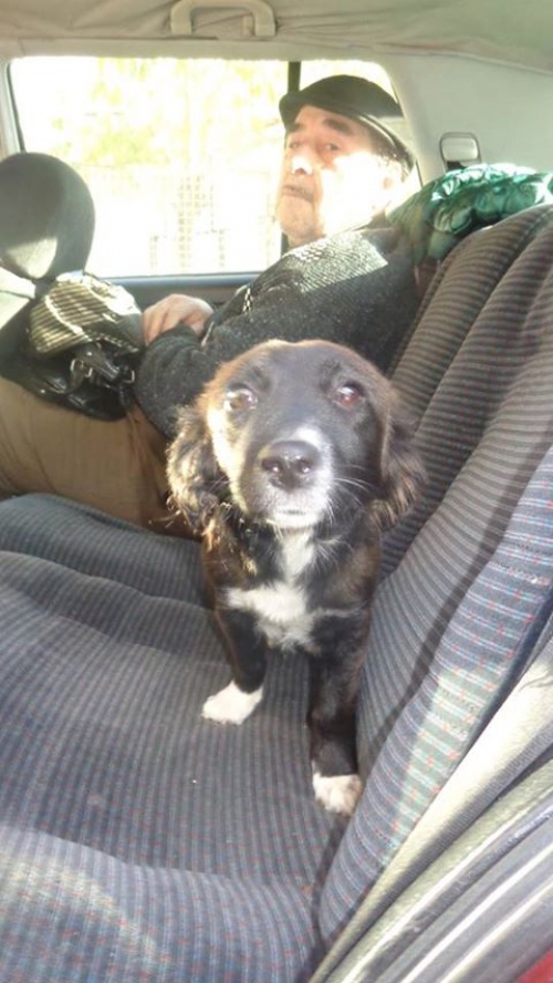 მეტისი ბუხუ