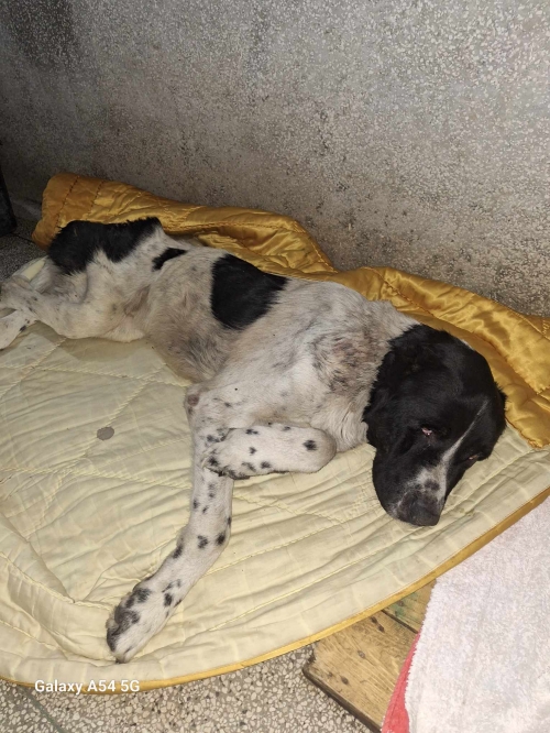 ქართული ნაგაზი სართიჭალა