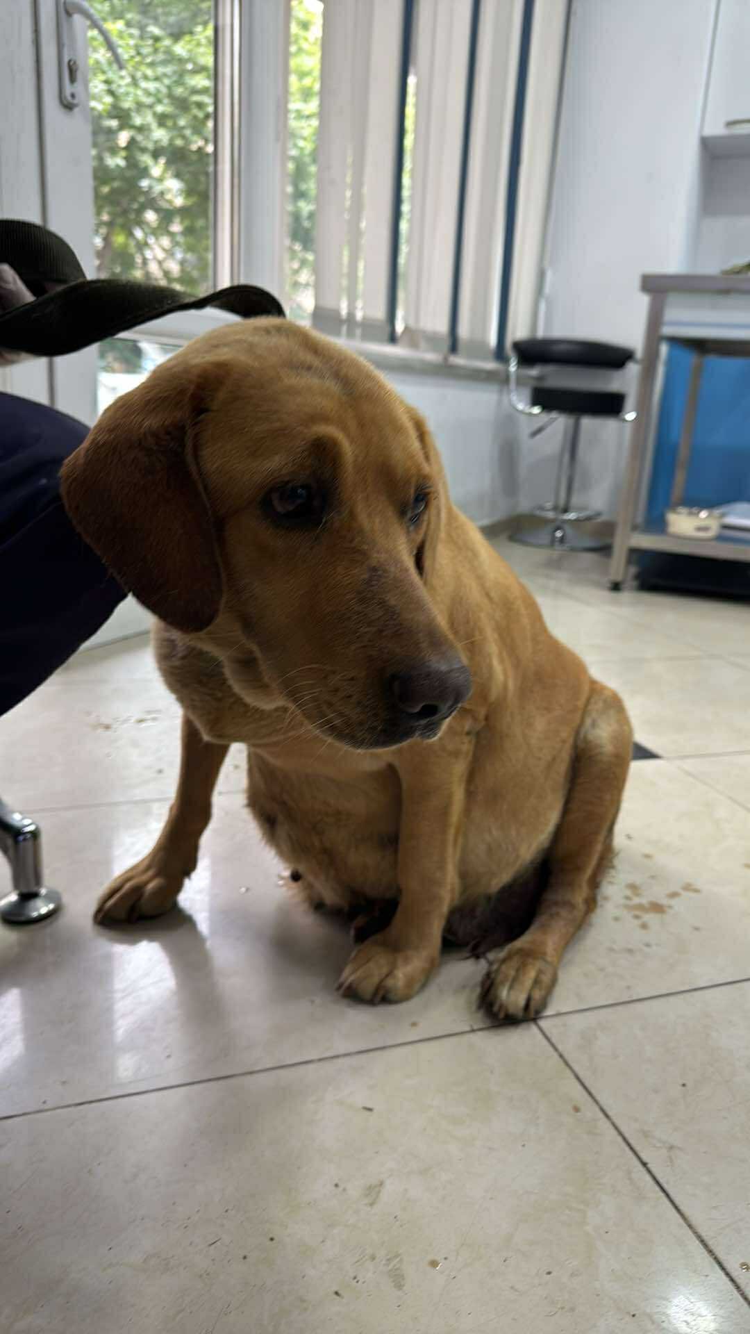 ლაბრადორის მეტისი. გორი