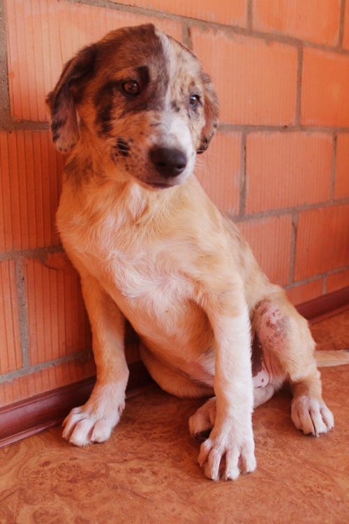 ქართული ქოფაკი უსახელო