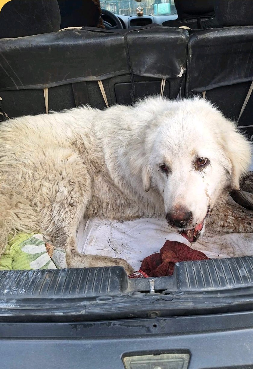 ქართული ნაგაზი. თიანეთი. ბასტი