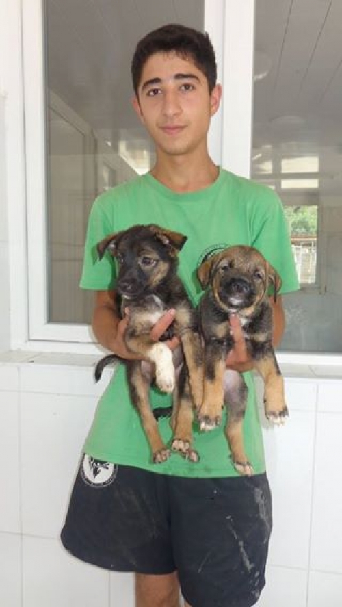 მეტისის ლეკვები უსახელო