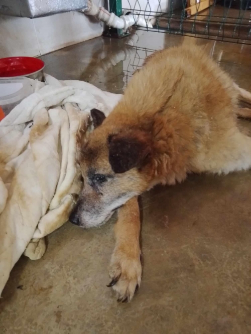 მეტისი გლდანი