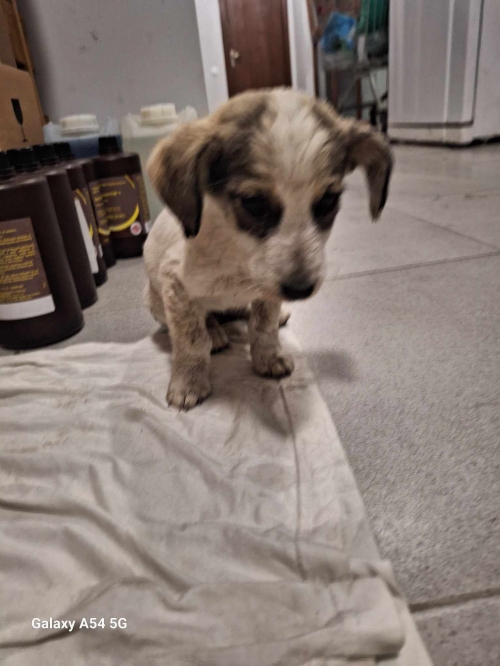 მეტისი ალექსეევკის დასახლება