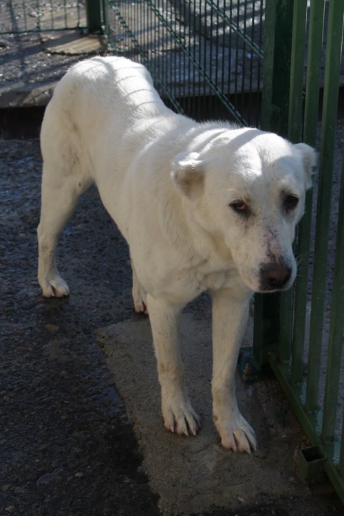 ქართული ქოფაკი უსახელო