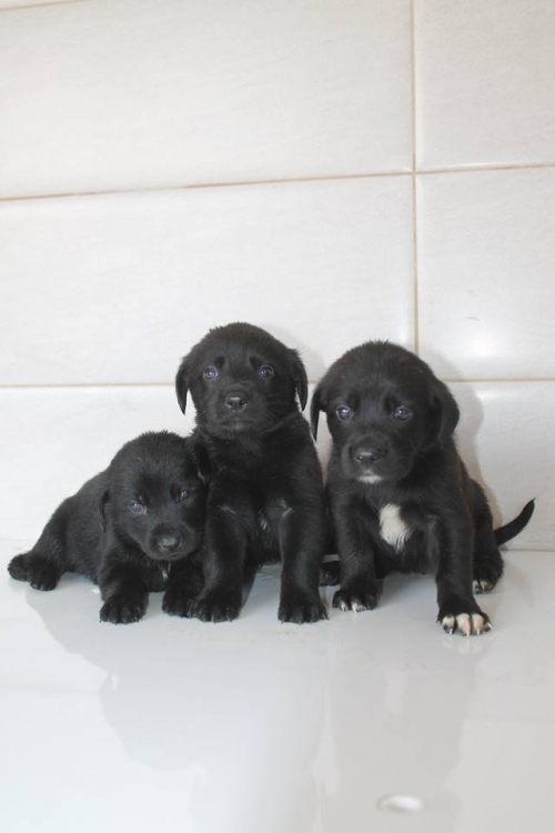 კურცხაალის მეტისი უსახელო