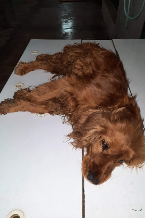 კოკერსპანიელი უსახელო