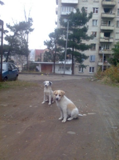 * გაჩუქებულები