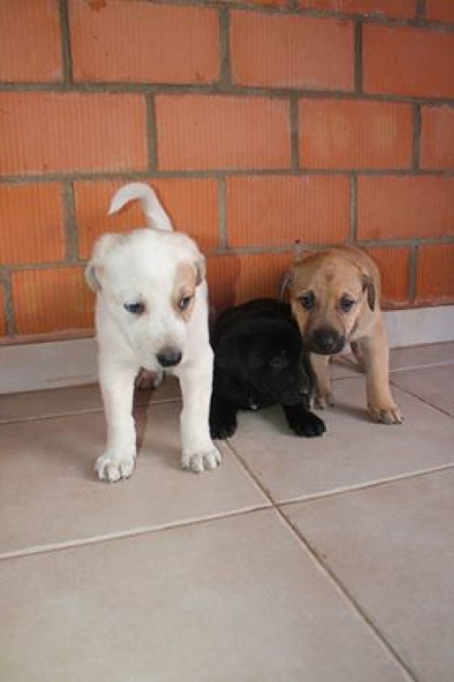 მეტისი უსახელო