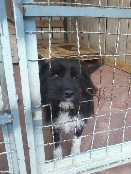 პუდელის მეტისი მიკი