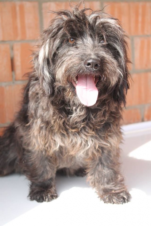 ბალონკა უსახელო