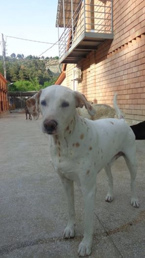 დალმატინი ნიკი