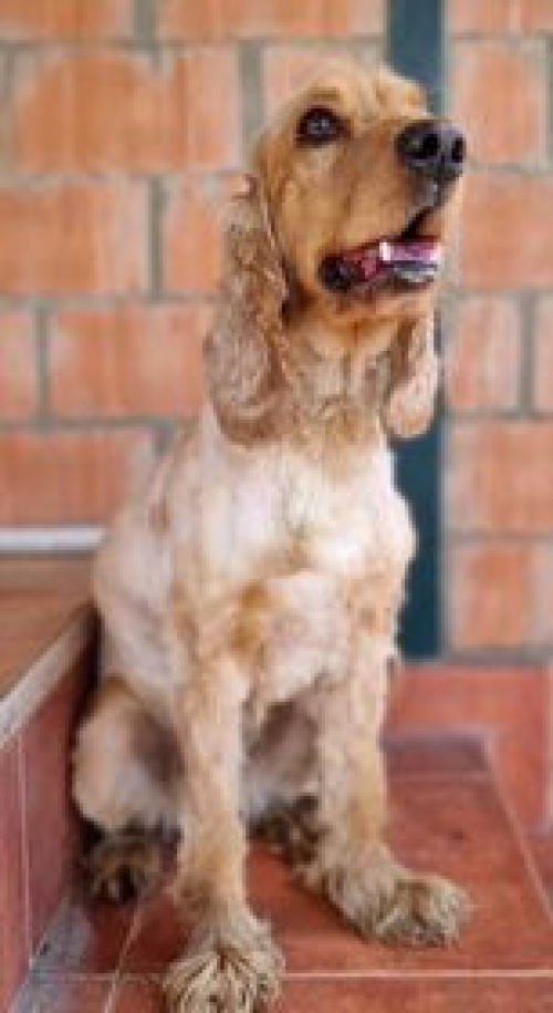 კოკერსპანიელი ნაპოვნია აეროპორტის ტრასაზე