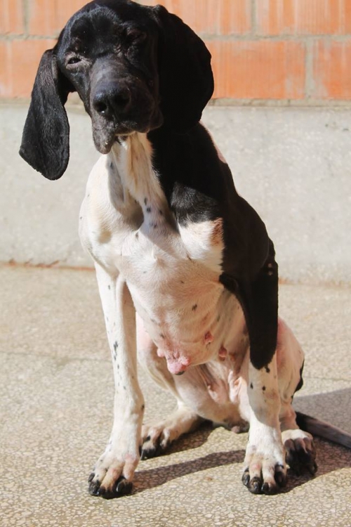 პოინტერი უსახელო