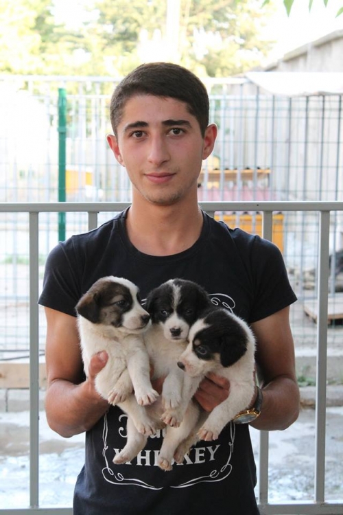 მეტისის ლეკვები უსახელო