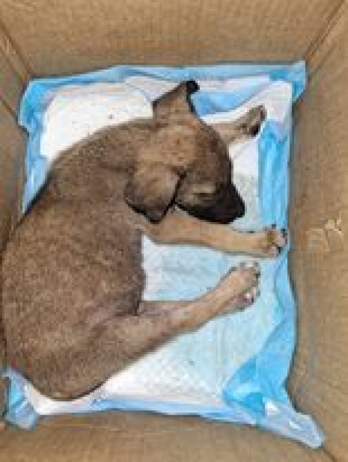 მეტისი თიანეთის რაინო დაბა სიონი