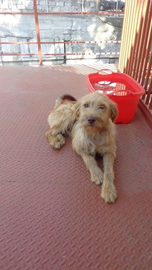 მეტისი უცნობი