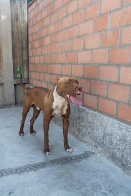 პიტი კირუხა