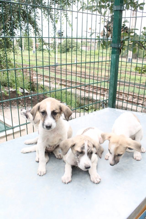 ქართული ქოფაკი უსახელო