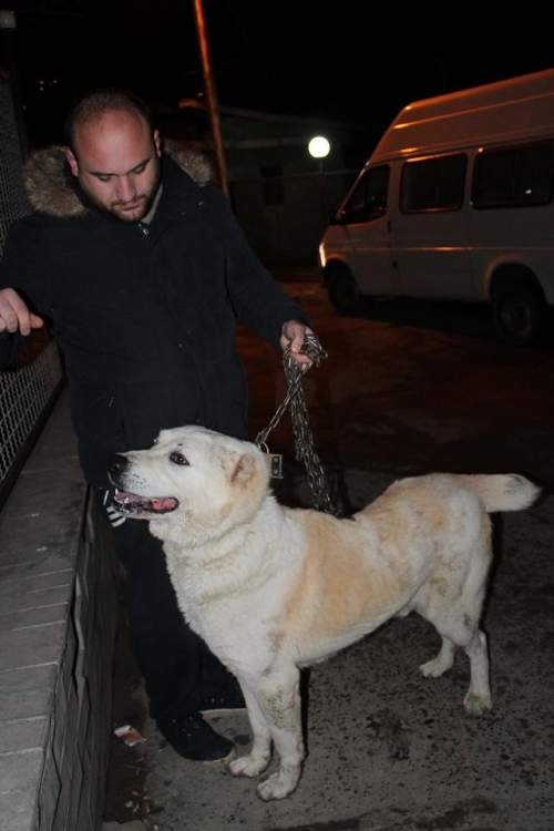 ქართული ნაგაზი ბალუ