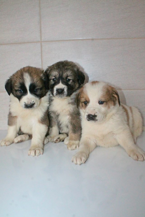 მეტისის ლეკვები უსახელო