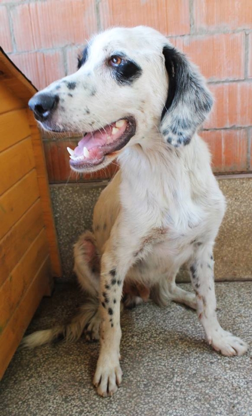 სეტერი უსახელო