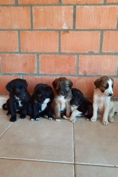 მეტისი უსახელო