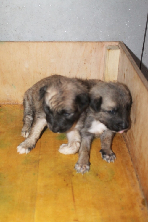 მეტისის ლეკვები უსახელო