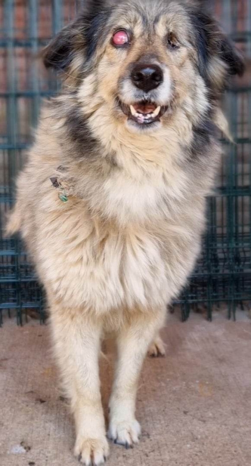 მეტისი გურჯანის რაიონი