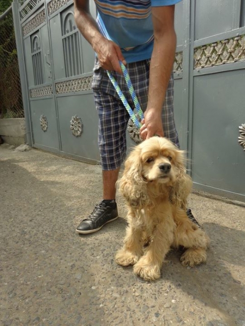 კოკერსპანიელი უცნობი