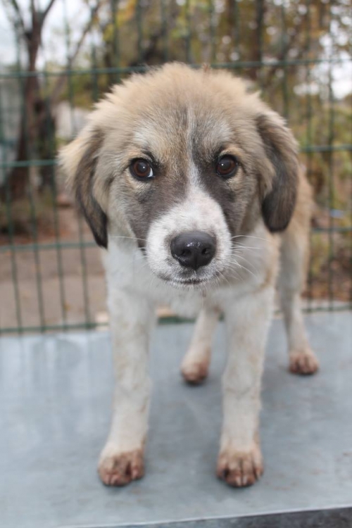 ქართული ქოფაკი უსახელო