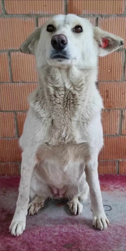 მეტისი ბელკა. ,მარნეული.