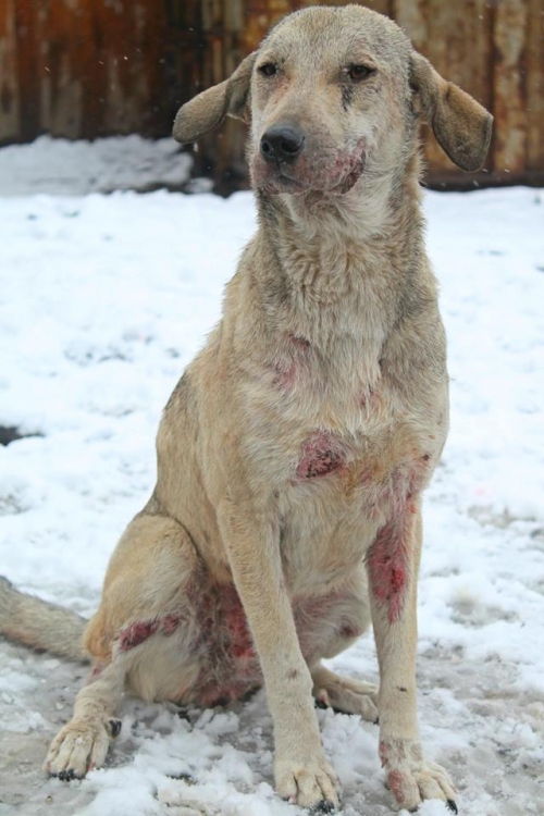 მეტისი ბოთვერა