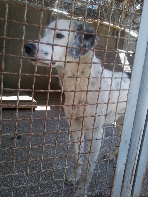 სეტერი ბუბუ