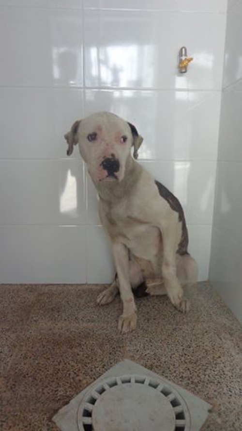 სტაფი უსახელო